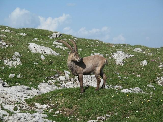 Hochschwab 19
