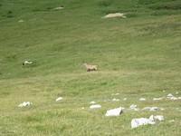 20090815_Karlhochkogel (35)