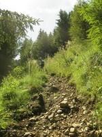 WieserwaldMirnock 18